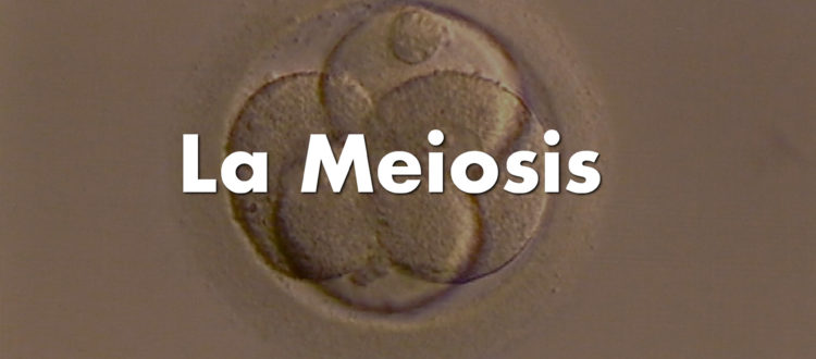 La meiosis