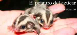 El petauro del azúcar un planeador de bolsillo