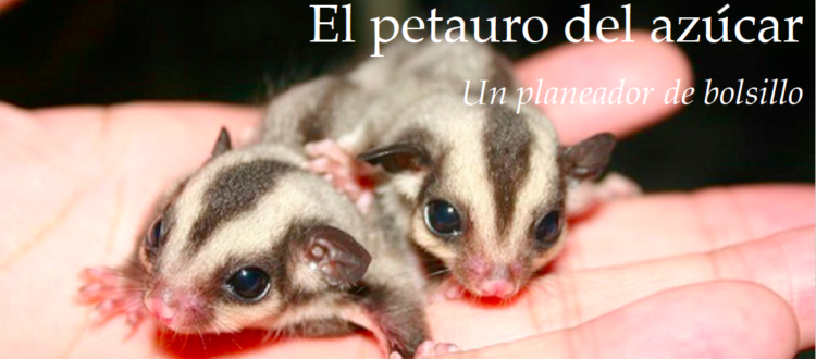 El petauro del azúcar un planeador de bolsillo