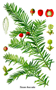 Taxus baccata ficha especie