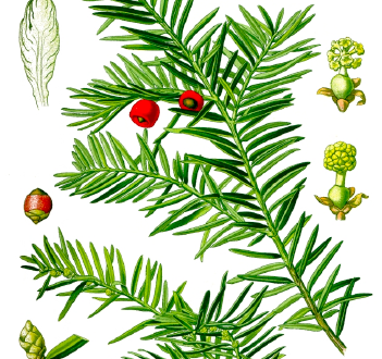 Taxus baccata ficha especie